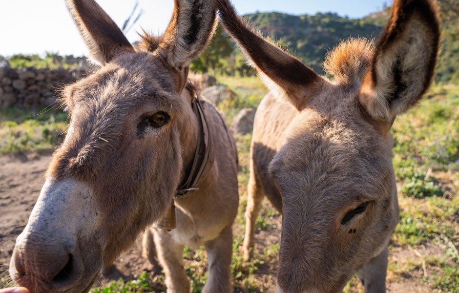 I nostri asinelli