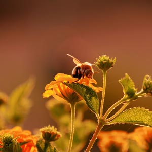 Surroundings: Bees that hang out at the garden