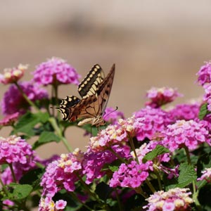 Surroundings: One of the butterflies that our guests can admire